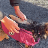 PupGuard — demonstratie 2