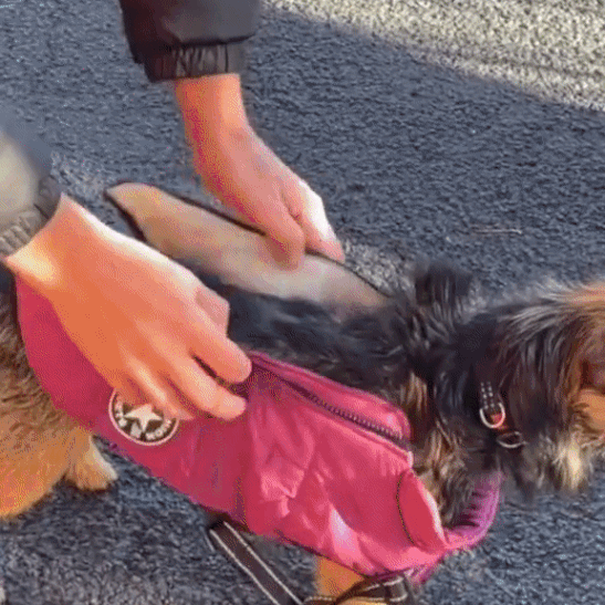 PupGuard — demonstratie 2